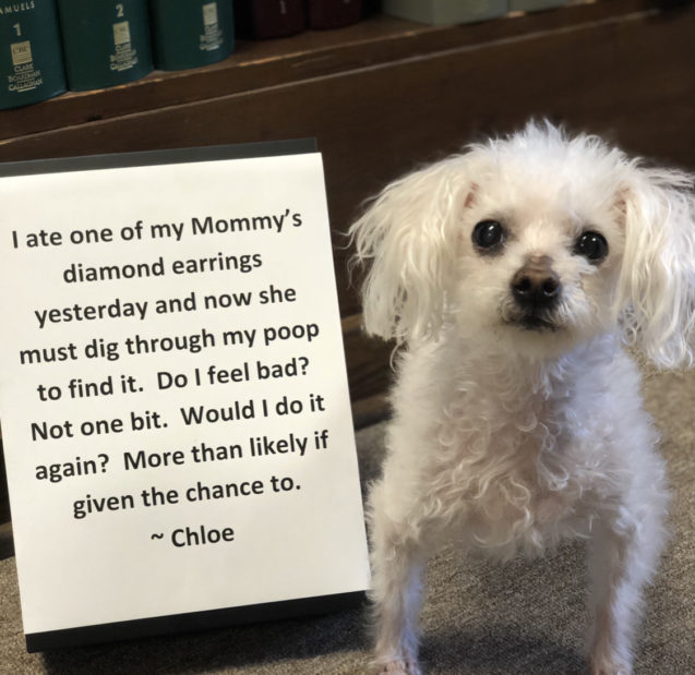 Mommy’s Diamond is Safe...for now. #dogshaming dogshaming.com/2020/10/mommys…