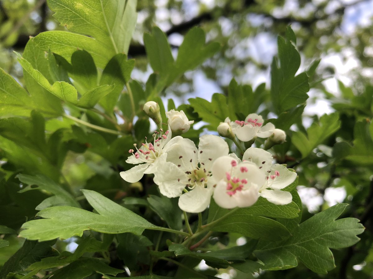 caleygrowlearn's tweet photo. Looking to set yourself a nature challenge? Our new 'Grow and Learn in Nature' award is project based, connecting people, plants and nature. Find out more at caleygrowandlearn@gmail.com @TheCaley #growandlearn #nature #lifelonglearning https://t.co/sDahQmCwiR