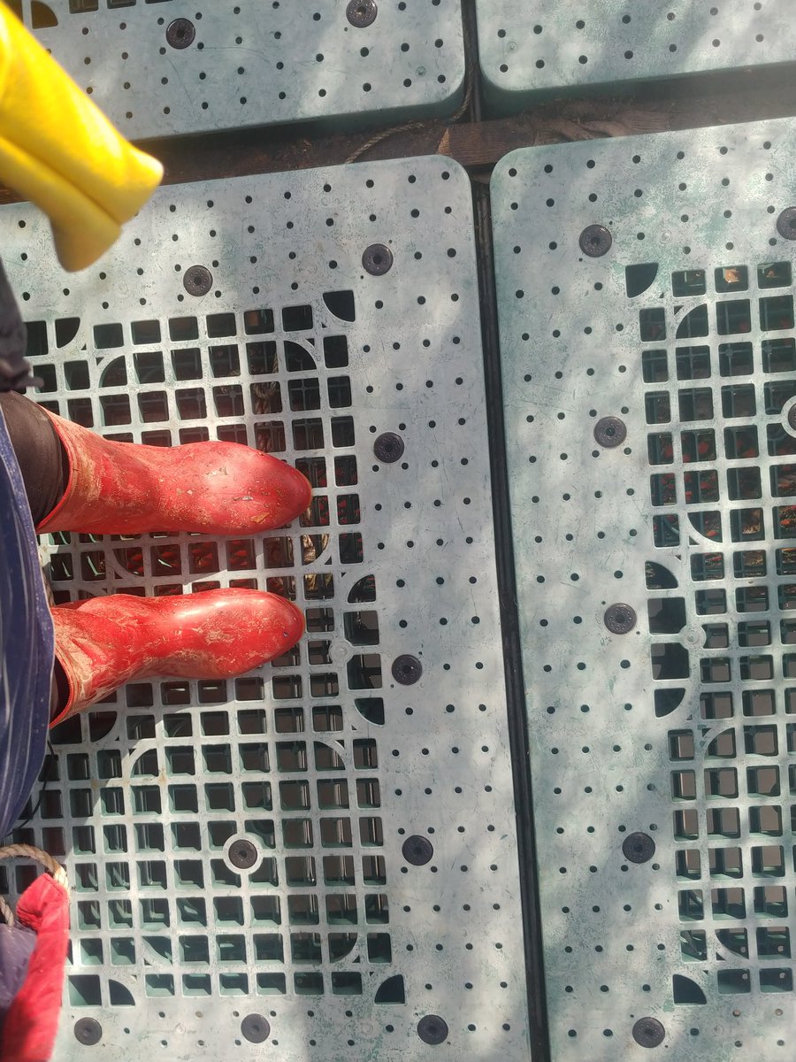 본업에도 장화 
부업에도 장화
알바에도 장화
이젠 취미생활까지 장화

365일 중 360일은 장화만 신고 다니는 듯ㅋㅋㅋㅋㅋㅋㅋㅋ
구두 신고 싶당 구두 신은지 백만년은 지난 것 같은데ㅜㅠ 코로나가 빨리 종식 됐음 좋겠다ㅠㅠㅠ