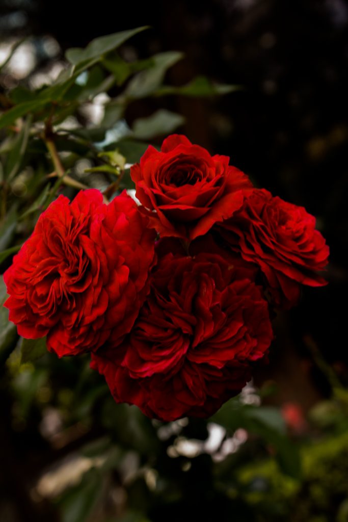✿ rojolas rosas rojas simbolizan la admiración, la belleza y el cariño que siente una amistad por otra. En estos casos, las rosas rojas representan el respeto y el halago de uno hacia otro.