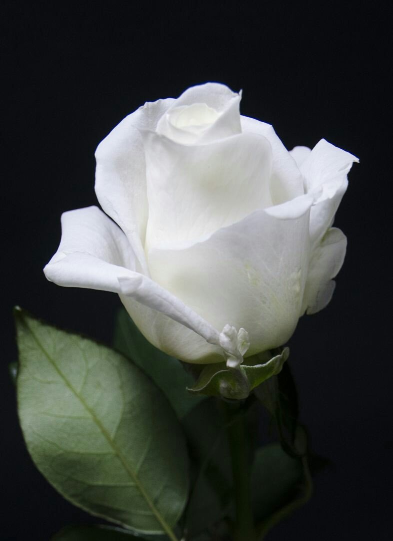 ✿ blancoEl color blanco de las rosas se relaciona con la pureza, la integridad, la paz, el amor puro y la inocencia. También se relaciona el color blanco con lo nuevo, los inicios, la verdad y el bien espiritual