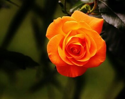 ✿ naranjaLas rosas de color naranja se identifiquen con el entusiasmo y la alegría de haber alcanzado con éxito una meta o culminado una etapa.