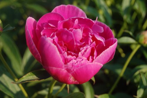 ✿ rosasLas rosas rosadas o rosa simbolizan la bondad, la simpatía, la gratitud y la belleza de una persona. Obsequiar una rosa rosada a una persona apreciada es un gesto de cariño, generosidad, respeto, ternura y admiración.