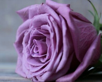 ✿ violetasLas rosas color violeta, por su parte, poseen un significado especial porque hacen referencia a la calma, la larga vida y la lealtad.