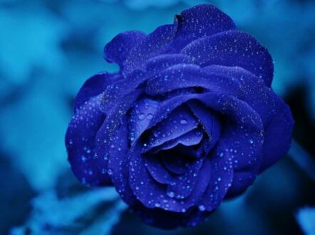 ✿ azulesel significado de las rosas azules se refiere a la confianza, afecto, armonía, nuevas posibilidades, libertad y tranquilidad.