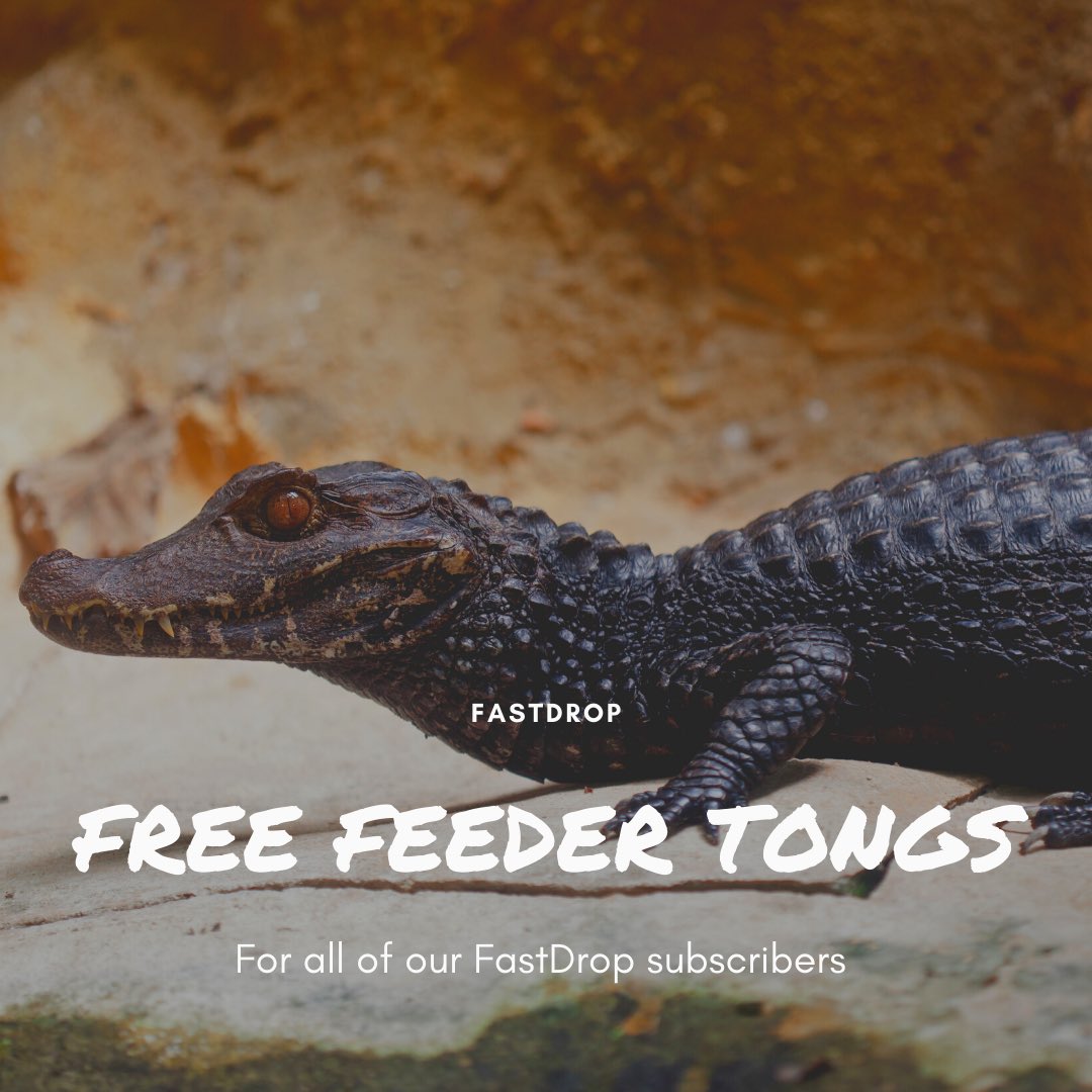 FastDropFeeders's tweet photo. As a special thank you to all FastDrop subscribers. They are receiving complimentary feeder tongs!
#fastdrop #reptiles https://t.co/SUKdMKvKcn