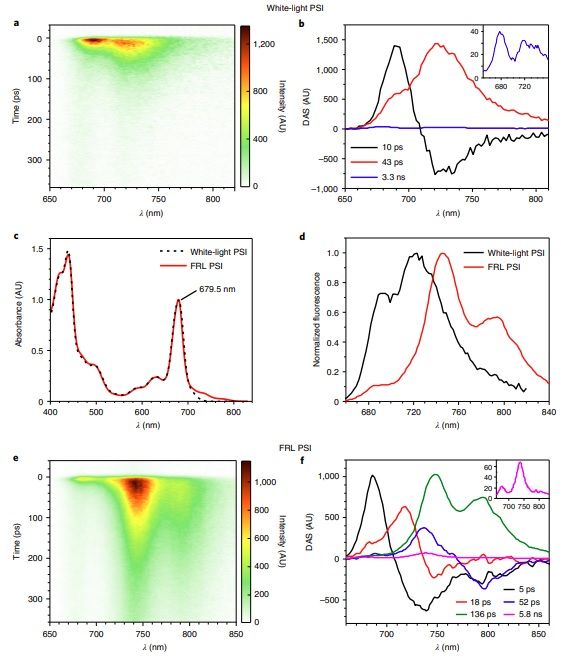 sci_plant's tweet image. Far-red absorption and light-use efficiency trade-offs in chlorophyll f photosynthesis

nature.com/articles/s4147…
#plantscience #photosystems #chlorophyll @NaturePlants ♻️