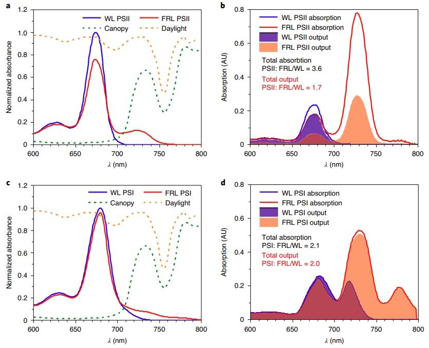 sci_plant's tweet image. Far-red absorption and light-use efficiency trade-offs in chlorophyll f photosynthesis

nature.com/articles/s4147…
#plantscience #photosystems #chlorophyll @NaturePlants ♻️