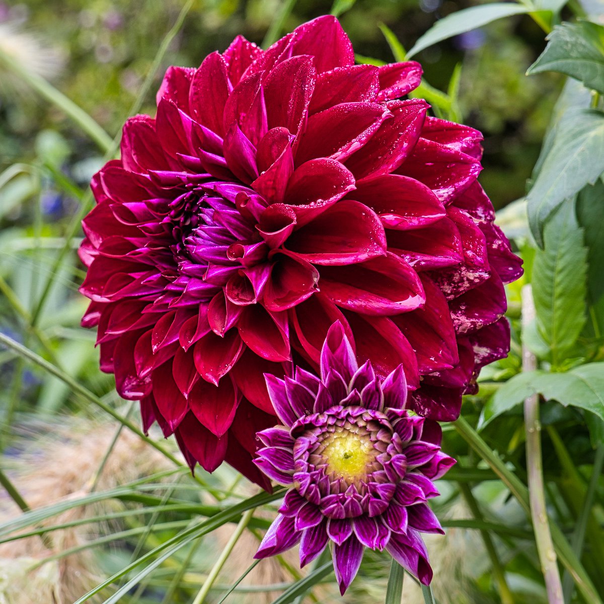 Dahlien
#sonyalpha6400 #zeiss1670 #madewithlumimar4 #dahlien #arboretum #zeisscameralenses #Flowers #Autumn #Herbst