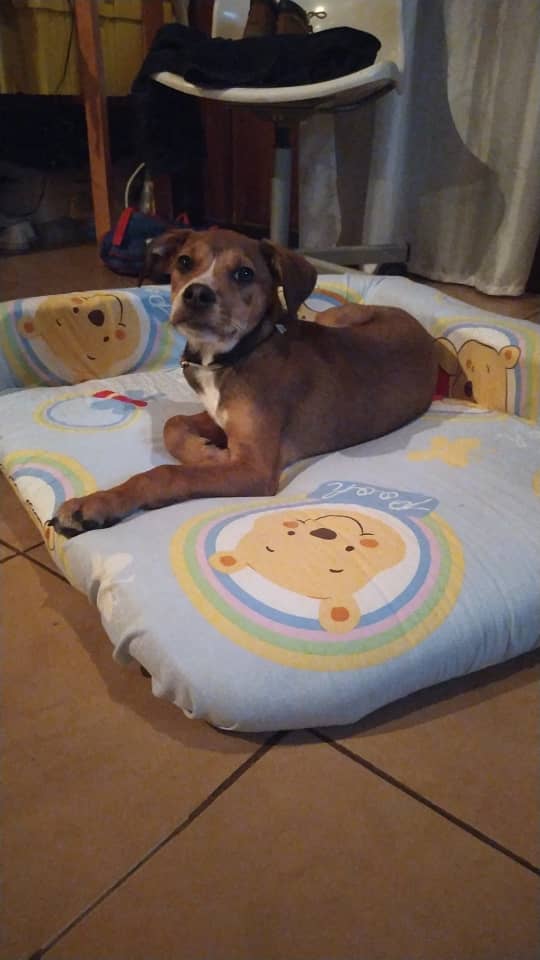 PerroUsuario's tweet photo. #BuscaUnHogar RT @lacalabacita: Atención. Cachorra en adopción porque la dueña de la casa no permite que la inquilina la tenga. Solo tiene 6meses. Prados del Este, Caracas. Ayudar a difundir porfa. Para alguien que de verdad le de cariño, es muy tierna https://t.co/fa4RDdV0qZ