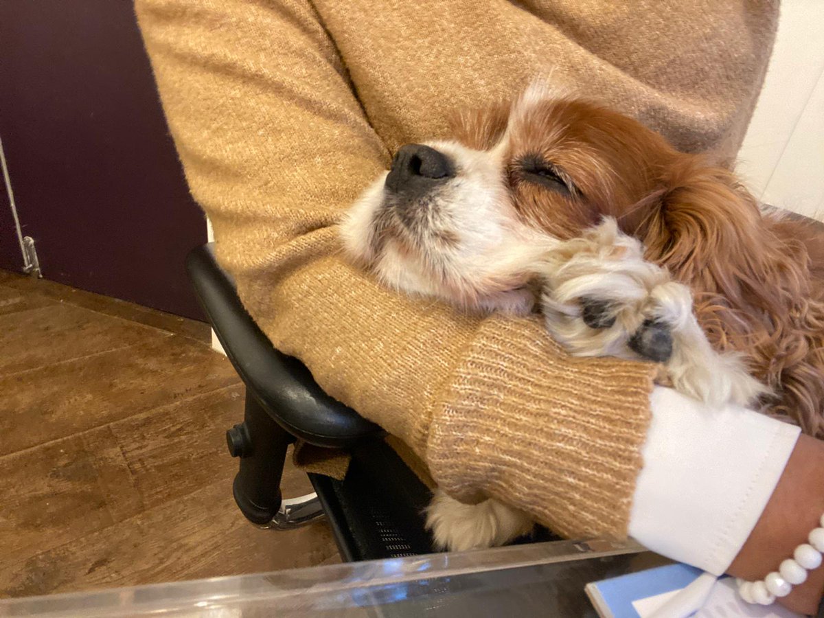 ckhyara's tweet photo. @CristinaCriddle I had my doggo doing the same today great help he was... 🤣🐶#Petsatwork https://t.co/M3Df7Y6YPC