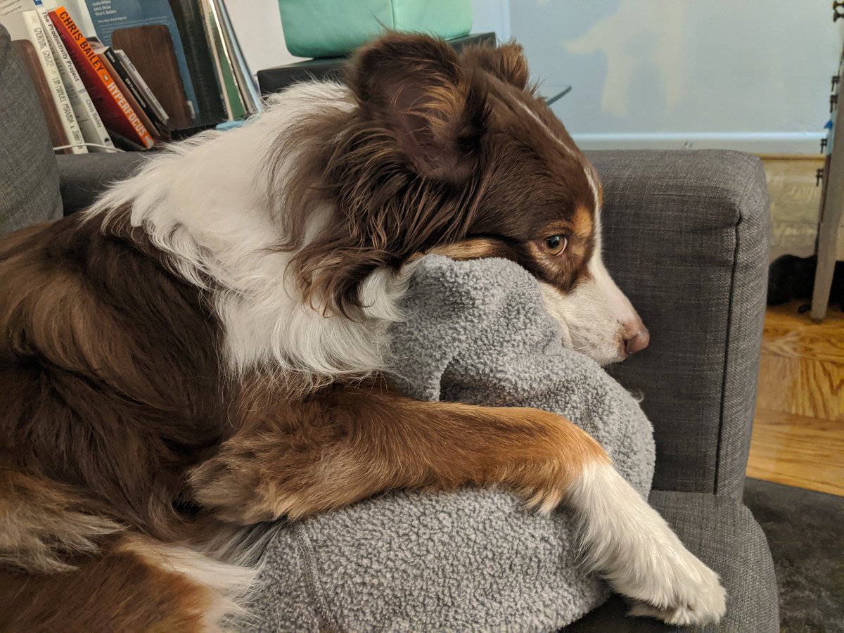 ArmanHussainEM's tweet photo. Here's more puppy tax https://t.co/RzKDzBBHUy