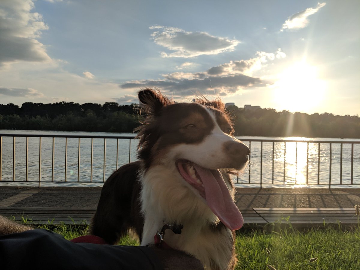 ArmanHussainEM's tweet photo. Here's more puppy tax https://t.co/RzKDzBBHUy