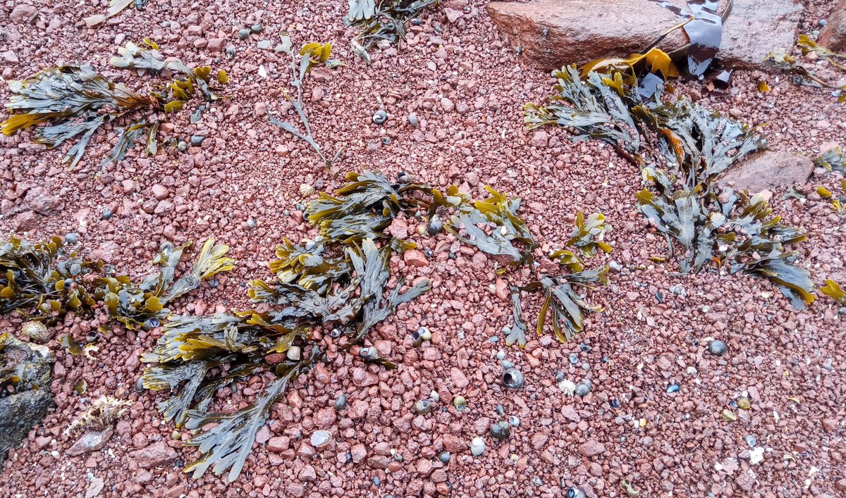 Today, I walked from the High St, along the Pool Beach and the Old Red Sandstone. Not all of it is & #39;natural& #39; - at one point, you can clearly see the line of paint which I think must have been part of the old pool...