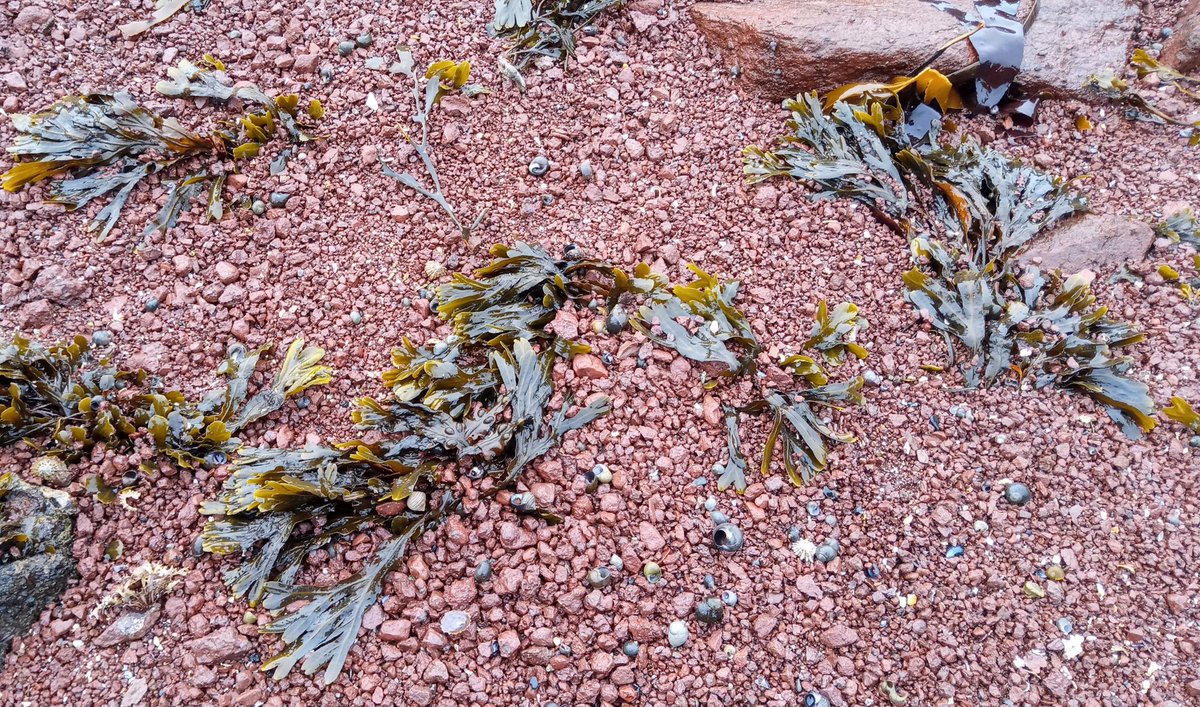 Today, I walked from the High St, along the Pool Beach and the Old Red Sandstone. Not all of it is 'natural' - at one point, you can clearly see the line of paint which I think must have been part of the old pool...