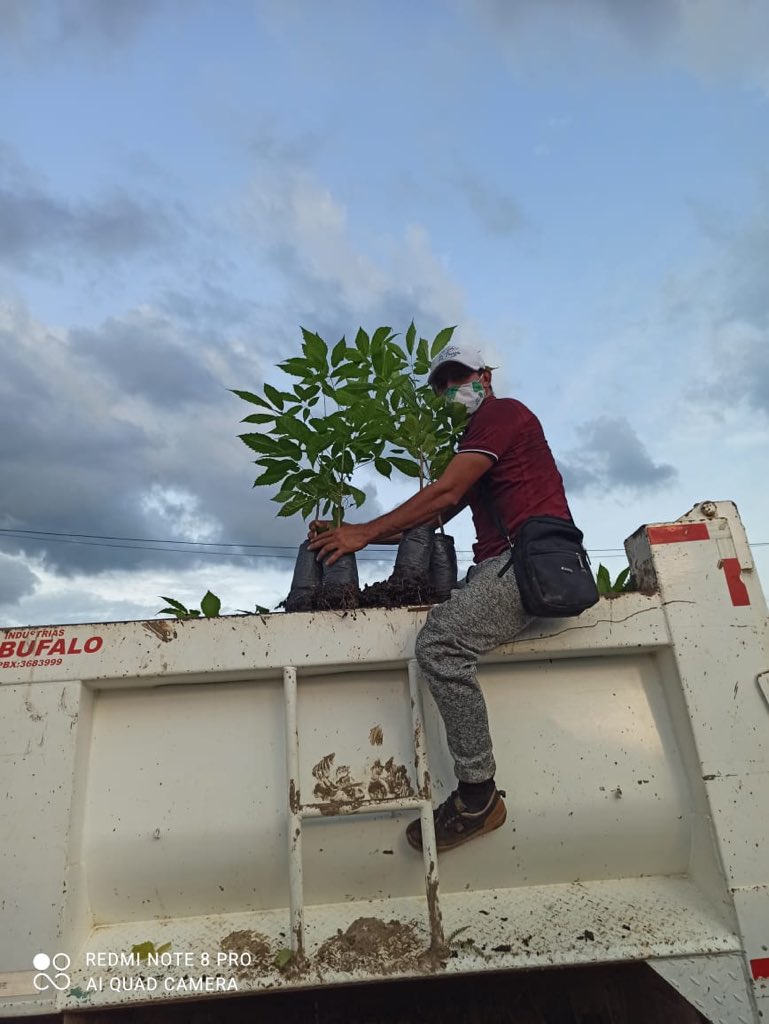 CORPONOR's tweet photo. 900 árboles para El Tarra. #CORPONOR y la Asociación de Palmicultores del Catatumbo- #Palnorte hicieron entrega de 900 plantas maderables de gran crecimiento y sombra al mpio de El Tarra #DíaMundialDelÁrbol https://t.co/SLxWlumxFq