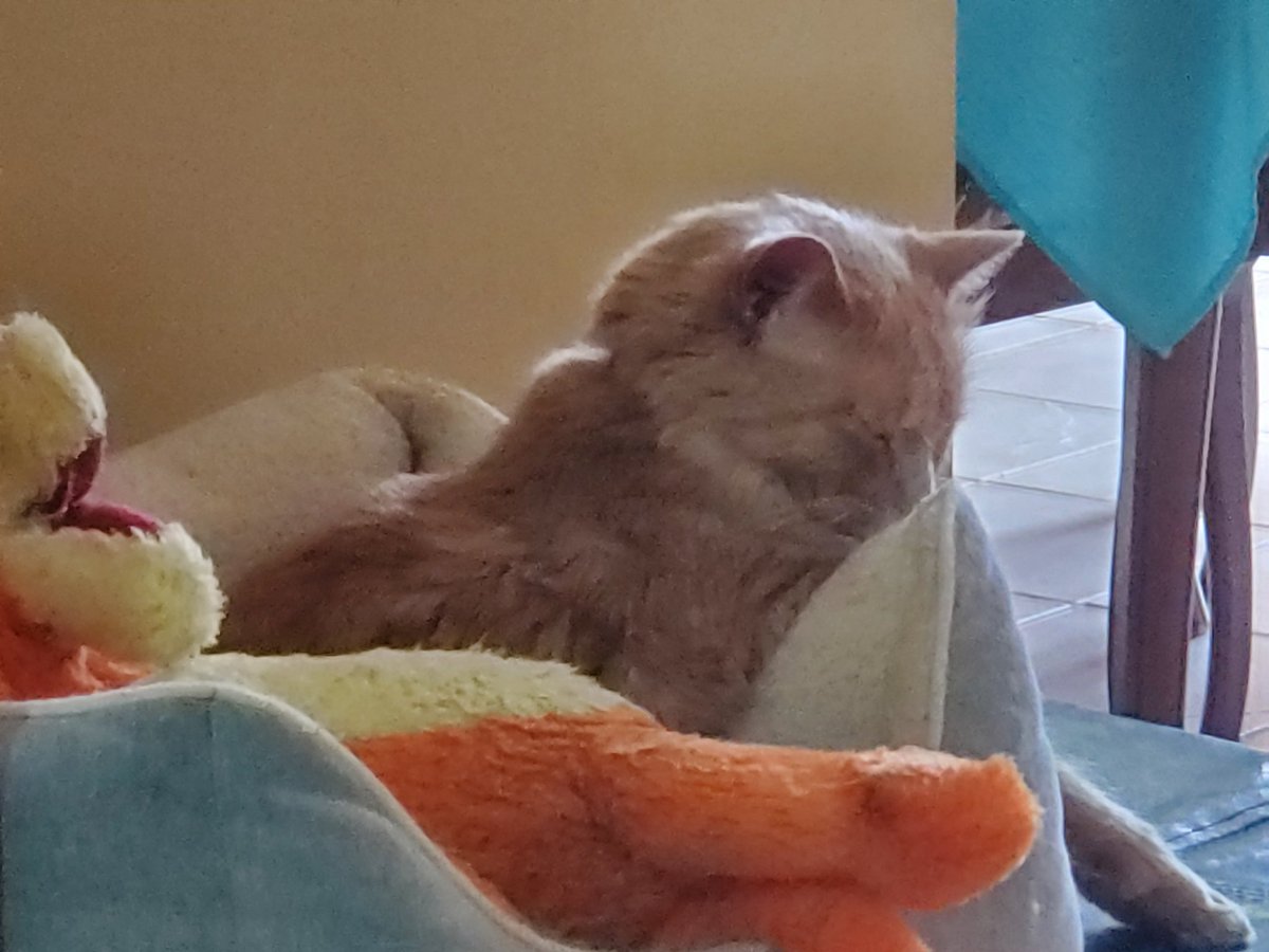 Even kings need a nap