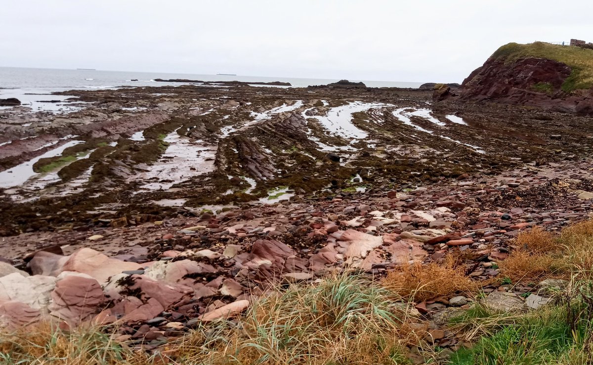 All of these have been worn down so far that they're basically horizontal - wave-cut platforms, in geology speak. As you move round to  #Belhaven Bay, you get the mudstones and sandstones....