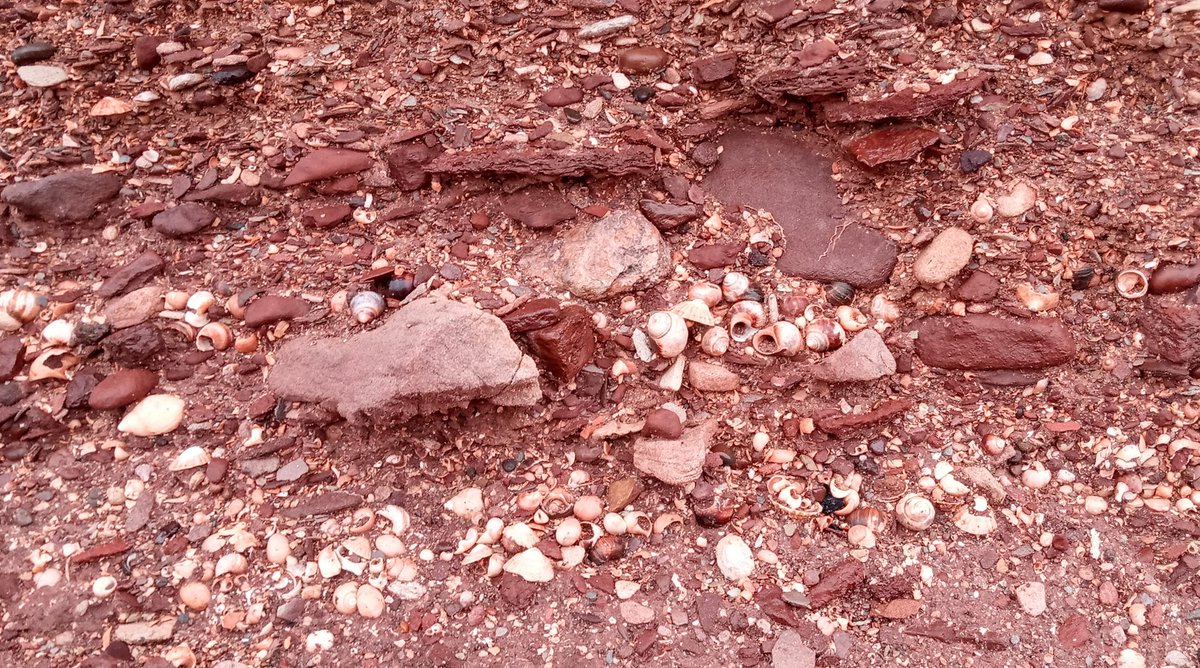 Round the point, to one of my favourite spots to stop, and think about *time*. These shells, lodged in, and eroding out of, the cliff, were on this beach about 7-9000 years ago. They're the same species as you get today....