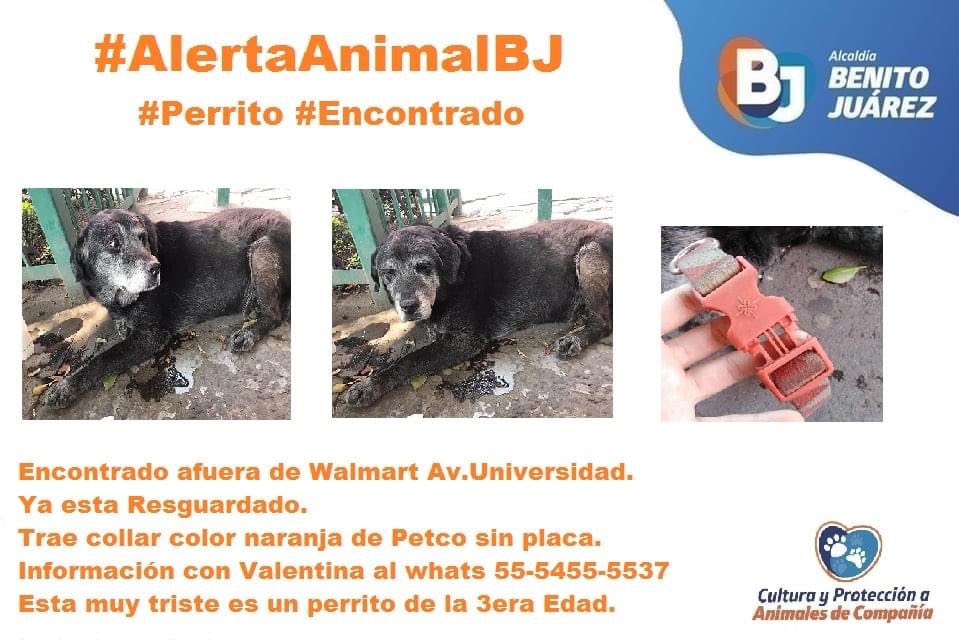 antymob's tweet photo. RT #AlertaAnimalBJ #Perrito #Encontrado afuera de Walmart de Av. Universidad,@sta_cruzatoyac en @BJAlcaldia ya está resguardado, es un perrito de la tercera edad y está muy triste.¿Lo Reconoces? info dentro del cartel. c.c. @MascotasSismo @lawera33 @_PatriciaAnaya https://t.co/3BoZPLilLG