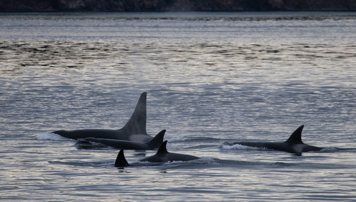 Happy Thanksgiving 🍂🦃🌻 From our pod to yours, we hope everyone has a safe and happy holiday! 📸 Credit: @liliwilsonphotography #princeofwhales #explorebc #bcwildlife #wearetourism #BCtourismmatters #thanksgiving #thankful