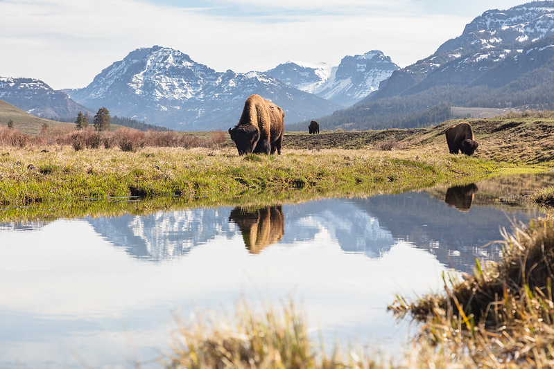 Today and every day we recognize that Yellowstone National Park sits on the land of native people. (1/4) https://t.co/RPKuCrZppK