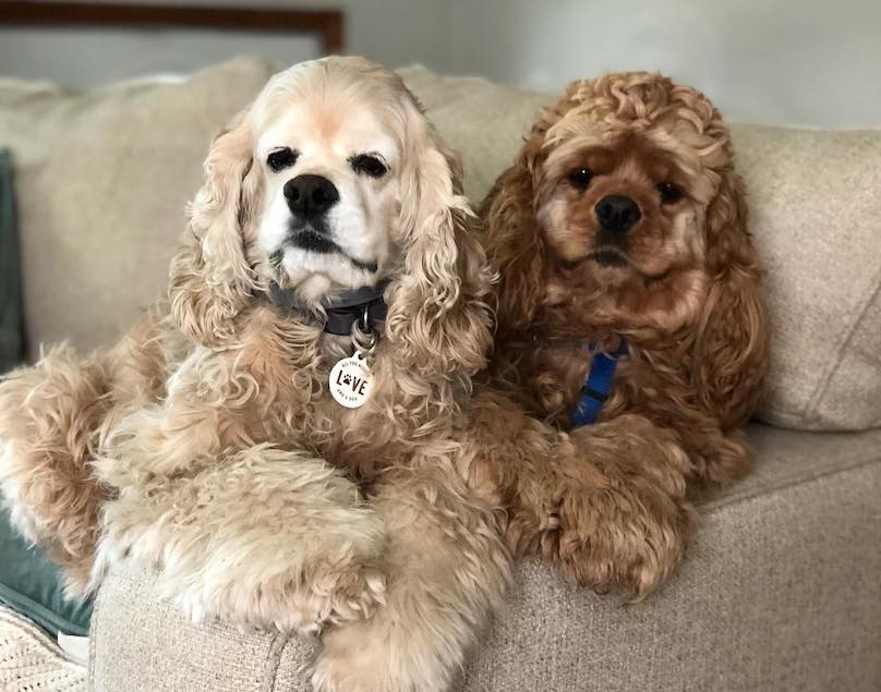 Portrait of American Coker Spaniel after a Haircut on a Dark Background  Stock Image - Image of pedigree, cute: 225797247