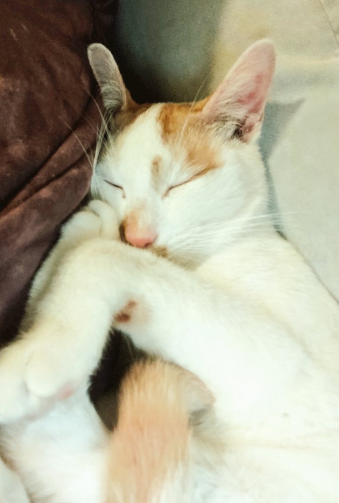 Cozy #CatsOfTwitter #Caturday #naptime