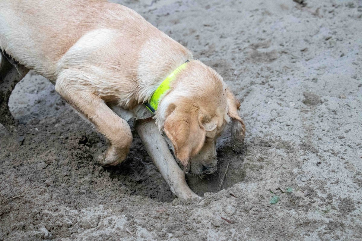 CacheGeoDog's tweet image. Leave me alone... I have important work to do.

#justkeepdigging #cache #dog #labradorretriever #labrador #retriever #lab #yellowlabrador #yellowlab 
#itsalabthing #lablife #talesofalab #worldoflabs #justlabradors #labradorlove #lablove #ilovemylab 
#labradorpuppy #labpuppy