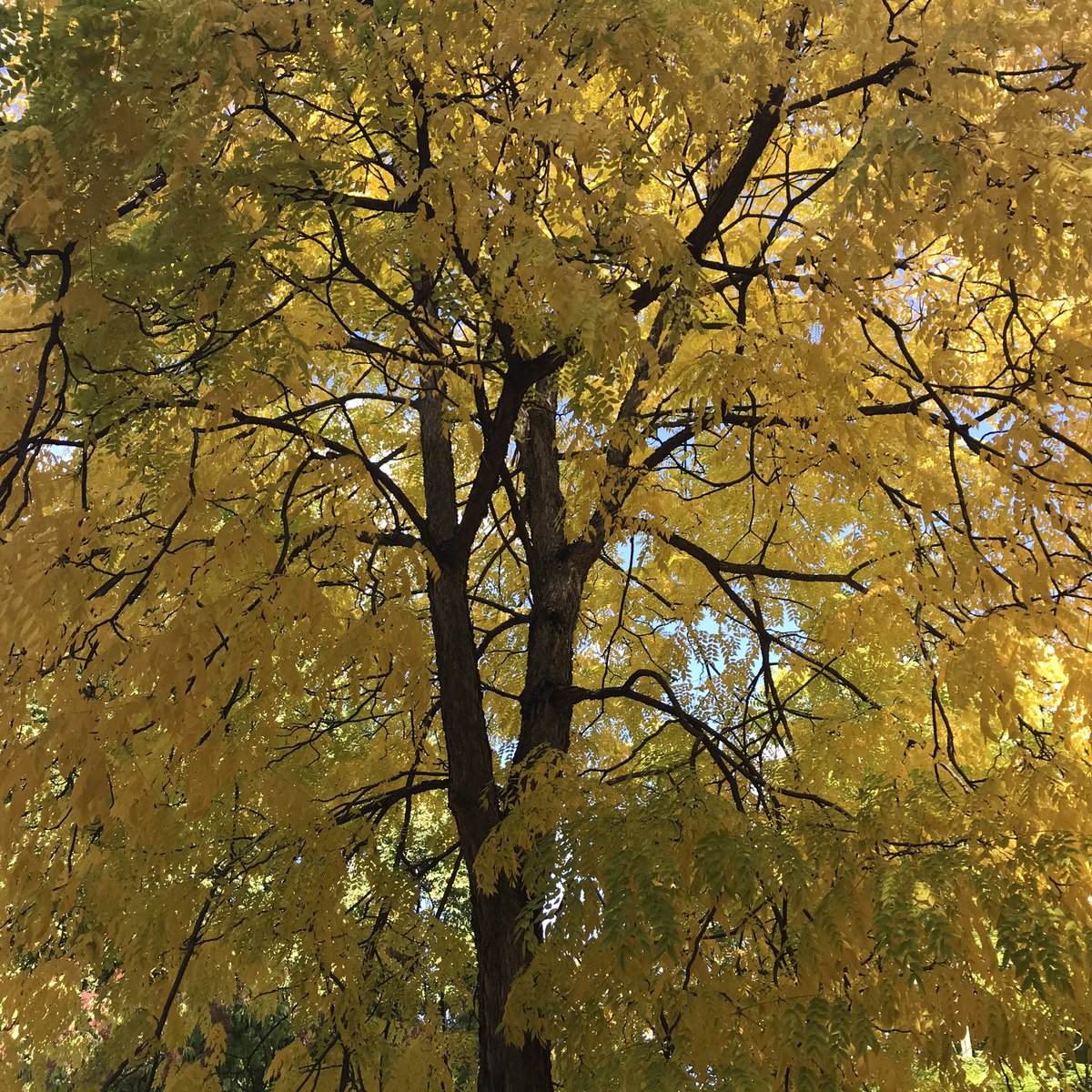 Sebavrillon's tweet photo. À midi, nous avons fait visiter #Annecy sous les couleurs d’automne à notre dernier arrivé dans l’équipe. C’était aussi pour marcher à l’occasion de @Challengebewalk d’autant que @CE_RhoneAlpes convertit nos pas en € pour des associations de notre territoire #OctobreRose2020 https://t.co/dt7tASPxBp