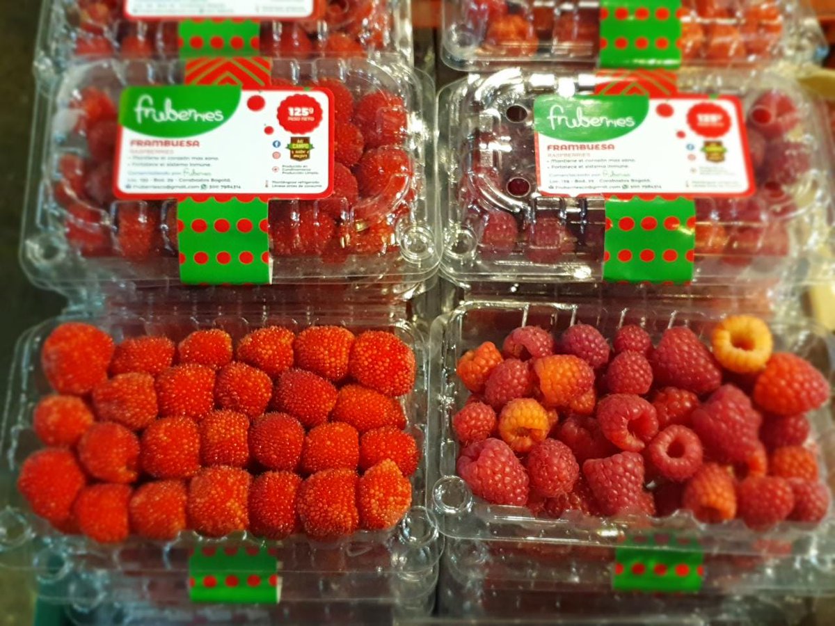 FruberriesCo's tweet photo. Tenemos Frambuesa Silvestre y Caroline para decoraciones de tus postres, salsas, mermeladas o consumo directo.

Haz tu pedido en el link en la bio! https://t.co/onIZn5T3KD