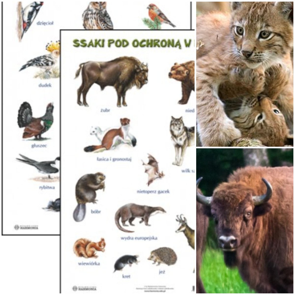 ⚠️!zwierzęta pod ochroną!⚠️
•Błagam dbajcie o nie i o inne zwierzęta , jak nie będziemy ich dobrze traktować to wyginą⚠️ •zwierzęta są naprawde ważne ;(