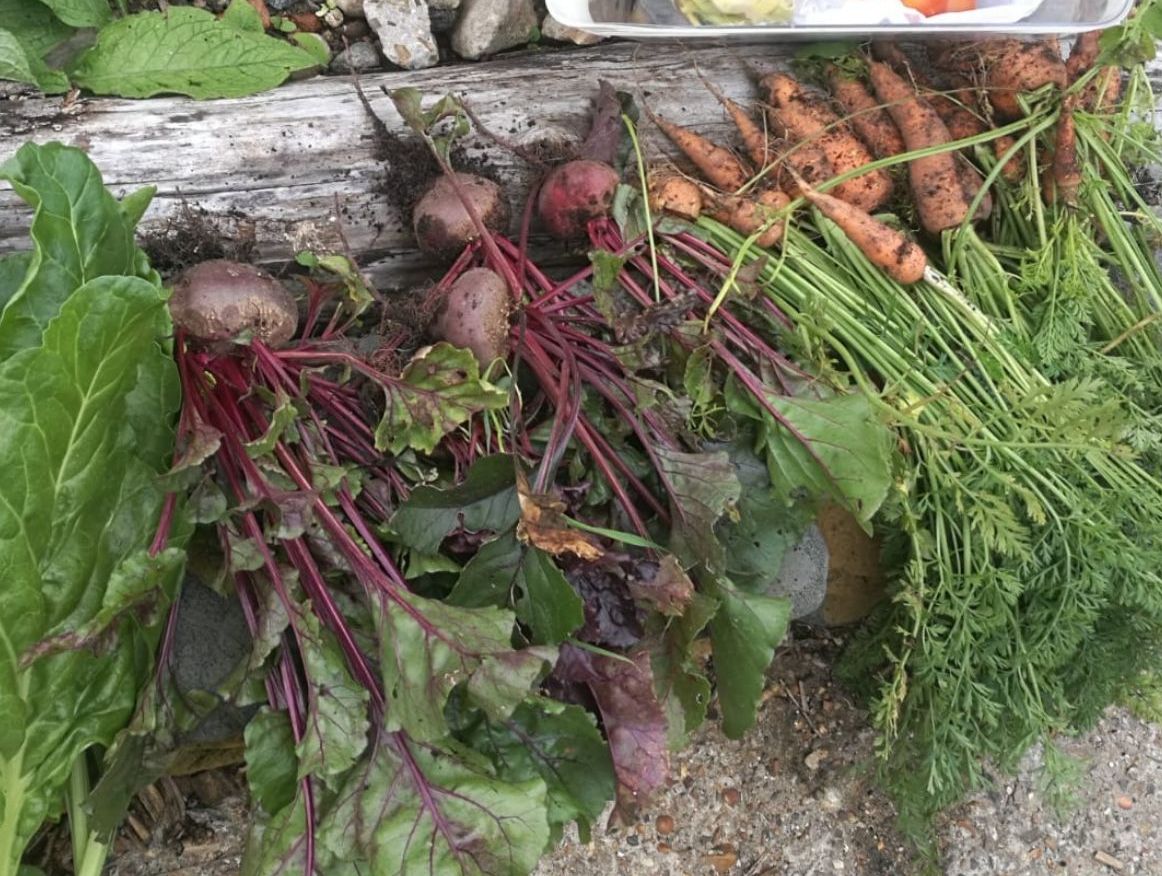 Autumn open days! 🍂🍄 We're excited to say that we're opening the garden to small volunteer working groups over the next few weekends. Find out how to sign up: mailchi.mp/7aa0f4ba9480/v…