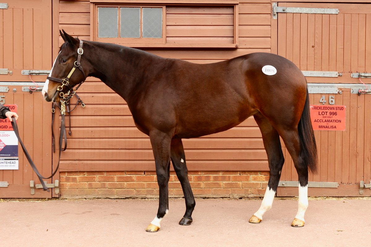 NatStudStallion's tweet photo. Lot 1008 is a filly from the 1st crop of Gr.1 winner💥ACLAIM💥ex Listed placed MISSISIPI STAR - already the dam of Listed winner &amp; Gr.1 Cheveley Park Stakes placed BAILEYS JUBILEE. 
She sells tomorrow &amp; is available to view in Highflyer E
#AnotherCracker #1stCrop @greatAclaim https://t.co/Zw2LeosIN7