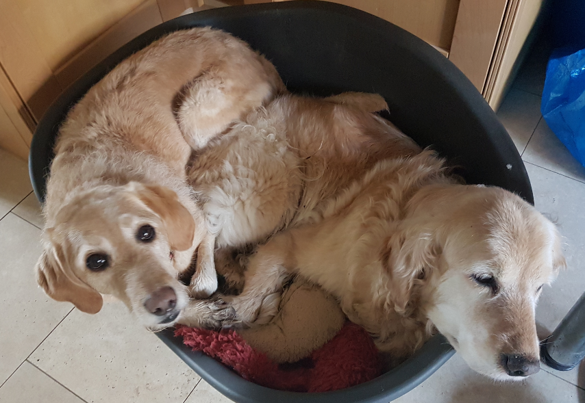 Hi All,
Just to say that we are very much open for business. Ian Best has now joined the team at Minuteman Cardiff, so we are now even more to offer with large format in house!
But you don't want to see that, so here is a cute picture of my dogs instead!