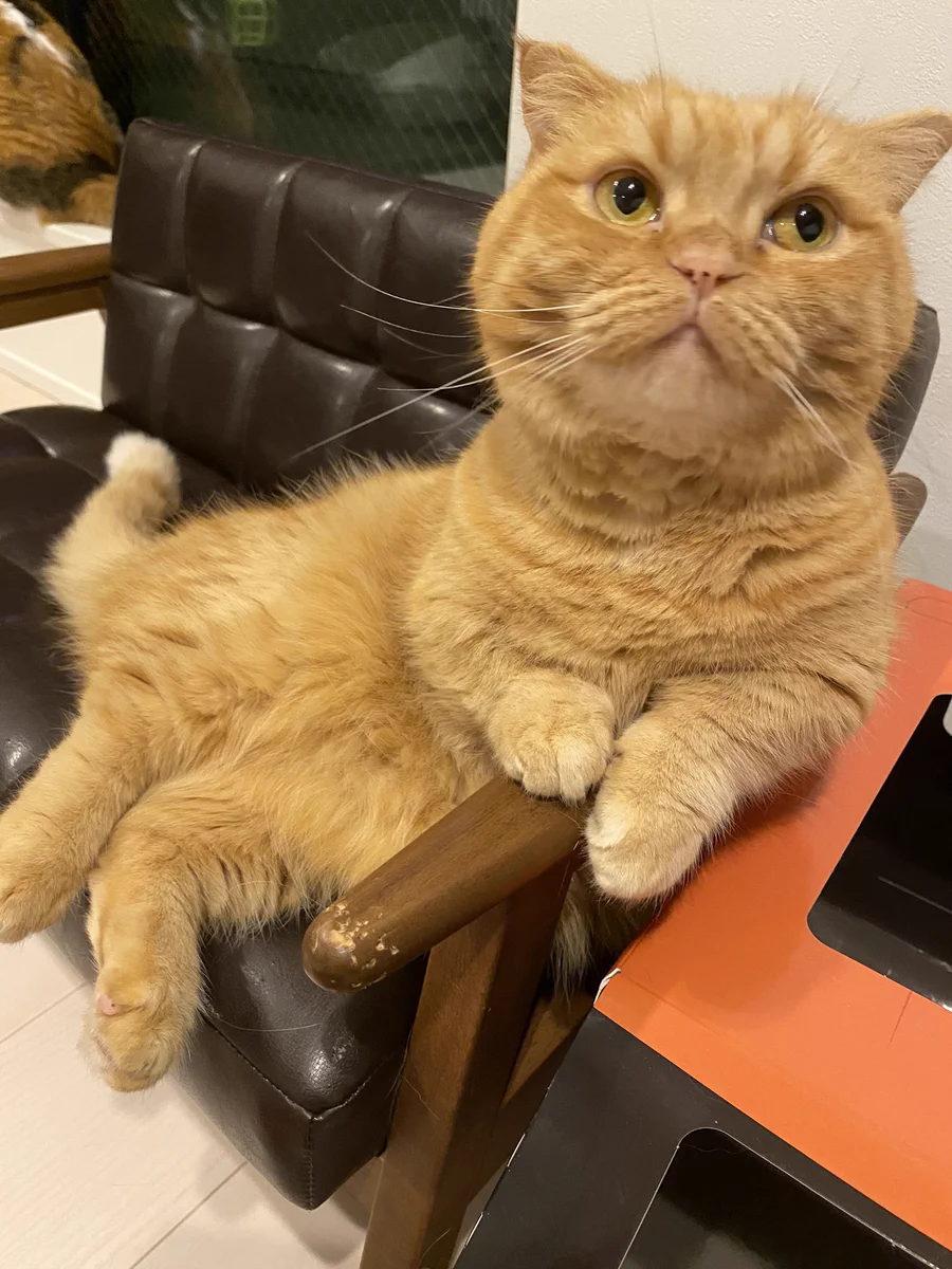 この体制…ｗｗ猫って中に人が入っているようなくつろぎ方するよねｗｗ