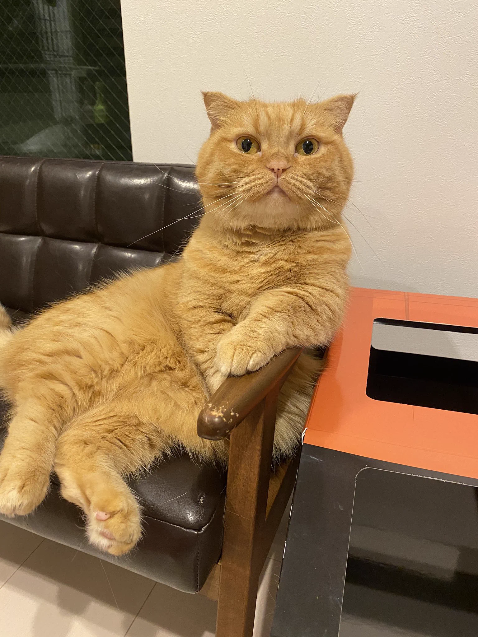 この体制…ｗｗ猫って中に人が入っているようなくつろぎ方するよねｗｗ