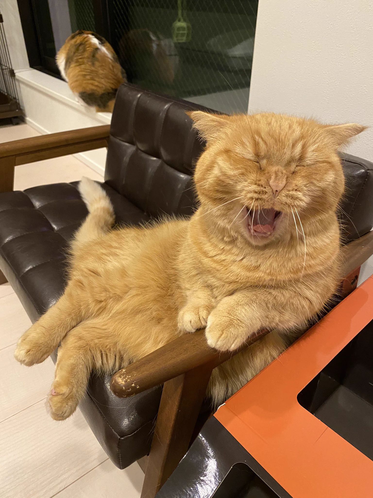 この体制…ｗｗ猫って中に人が入っているようなくつろぎ方するよねｗｗ