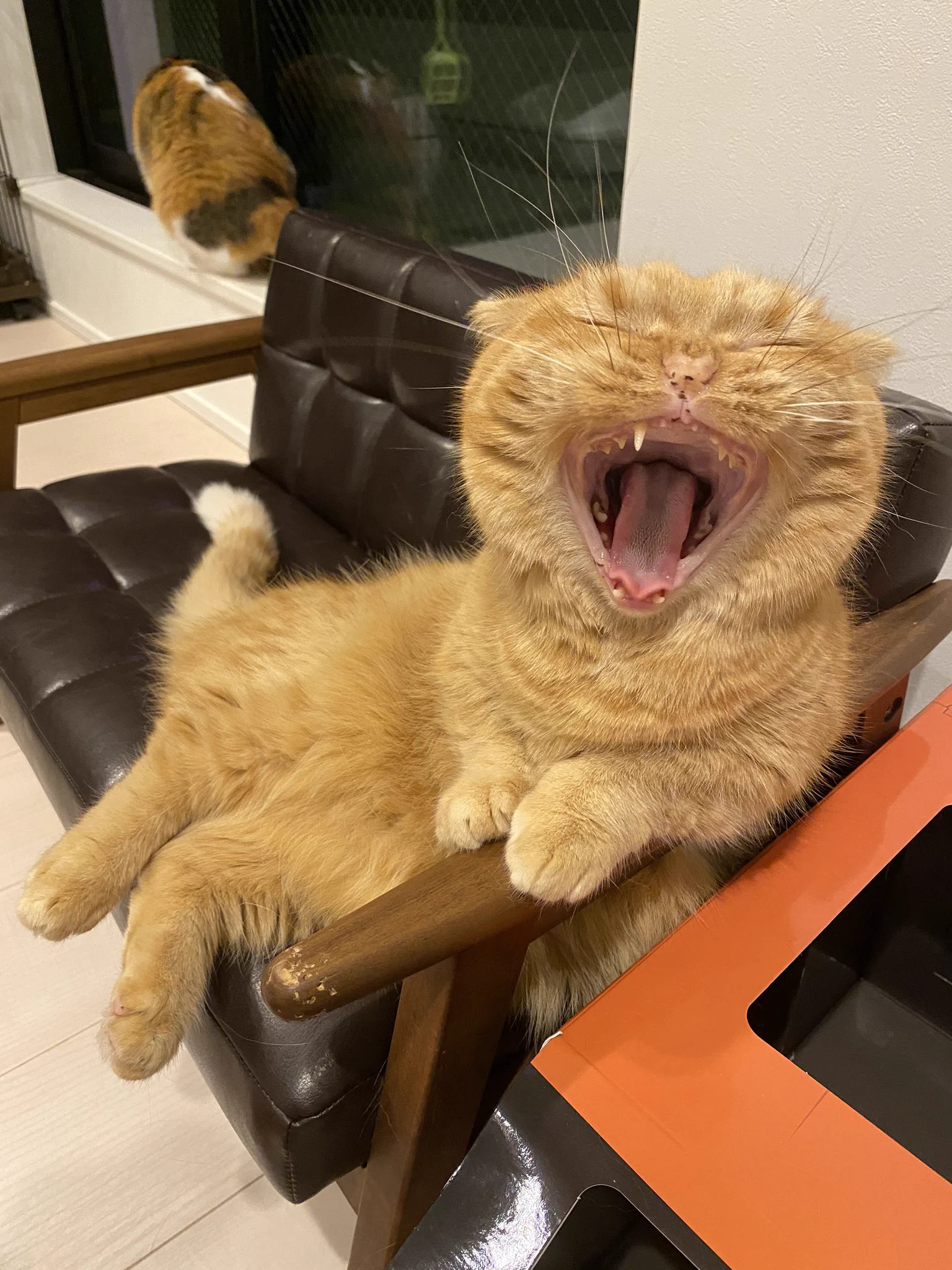 この体制…ｗｗ猫って中に人が入っているようなくつろぎ方するよねｗｗ