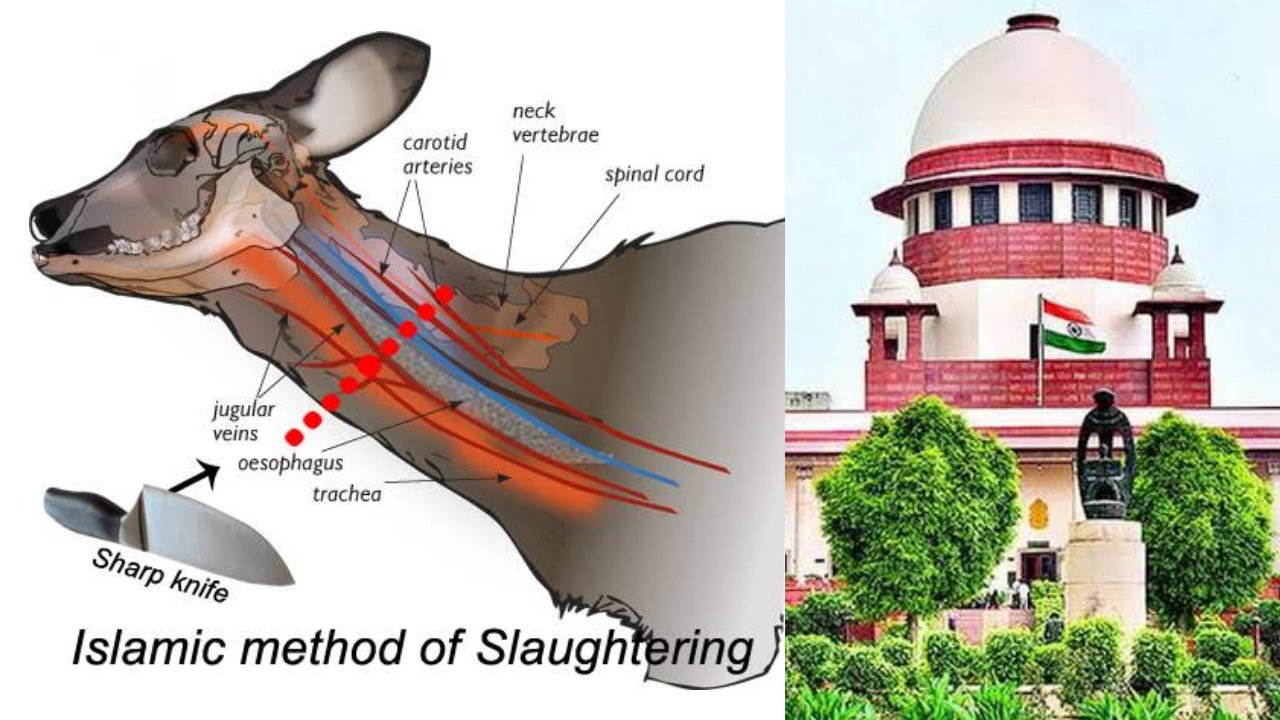 Halal Slaughter Diagram