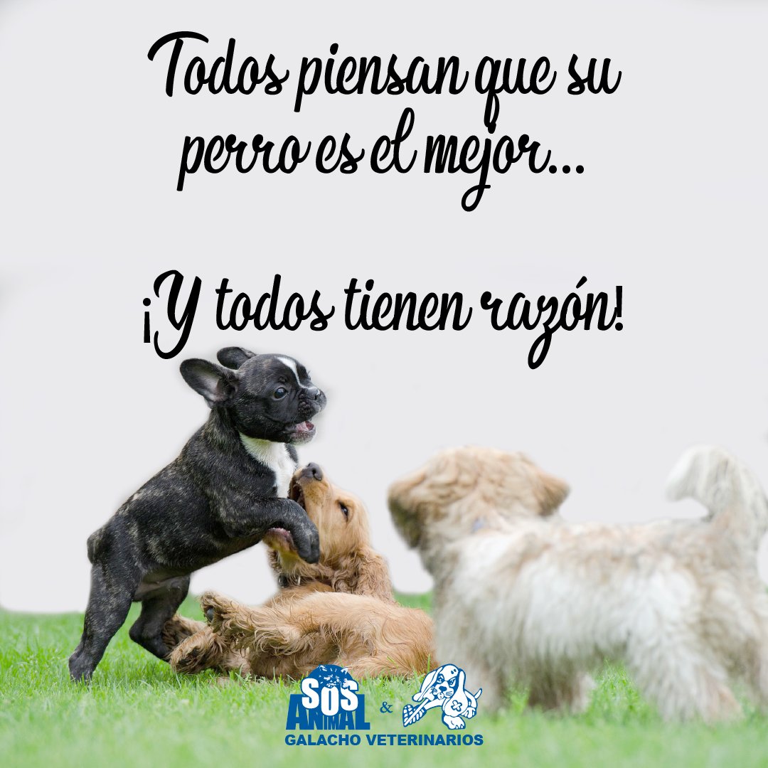 GrupoGalacho's tweet photo. Todos piensan que su perro es el mejor...
¡Y todos tienen razón!

#citas #citascelebres #quotes #citasenespañol #perros #perrosmalaga #frasesperros #perrosfelices #perrosgraciosos #perritos #animales #mascotas #mascotasmalaga #mascotasfelices #Veterinario #ClinicaVeterinaria https://t.co/e0775EGrFy