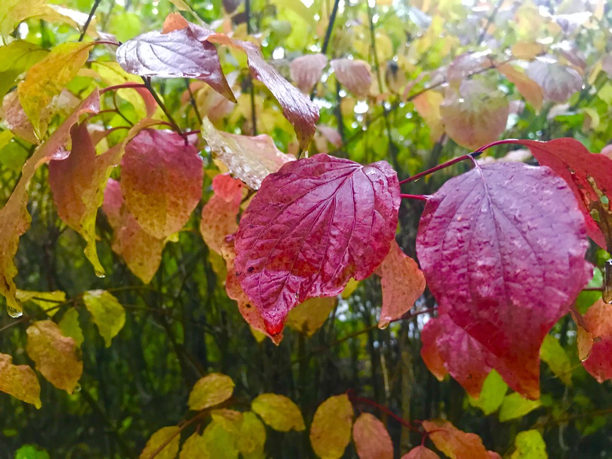 #AutumnLeaves #Octoberrain #Sussex 🍁🍂🍁