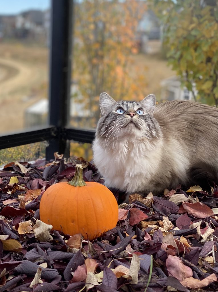 Happy Thanksgiving to our fellow Canadian furrends. 

This is our first Thanksgiving in our forever home. I am thankful for our hoomans, my brother, fireplaces, temptations treats and bugs. 

#Thanksgiving #CatsOfTwitter #catsofinstagram #cats #quarantinecats #fall #catpic
