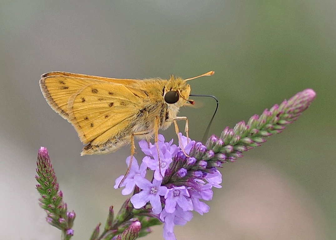  @breberry12 I would absolutely love to see you eat a skipper butterfly. Please do not be discouraged if it takes a few tries to catch one, they are agile fliers. You will not regret the effort you put into securing a skipper in your gullet.