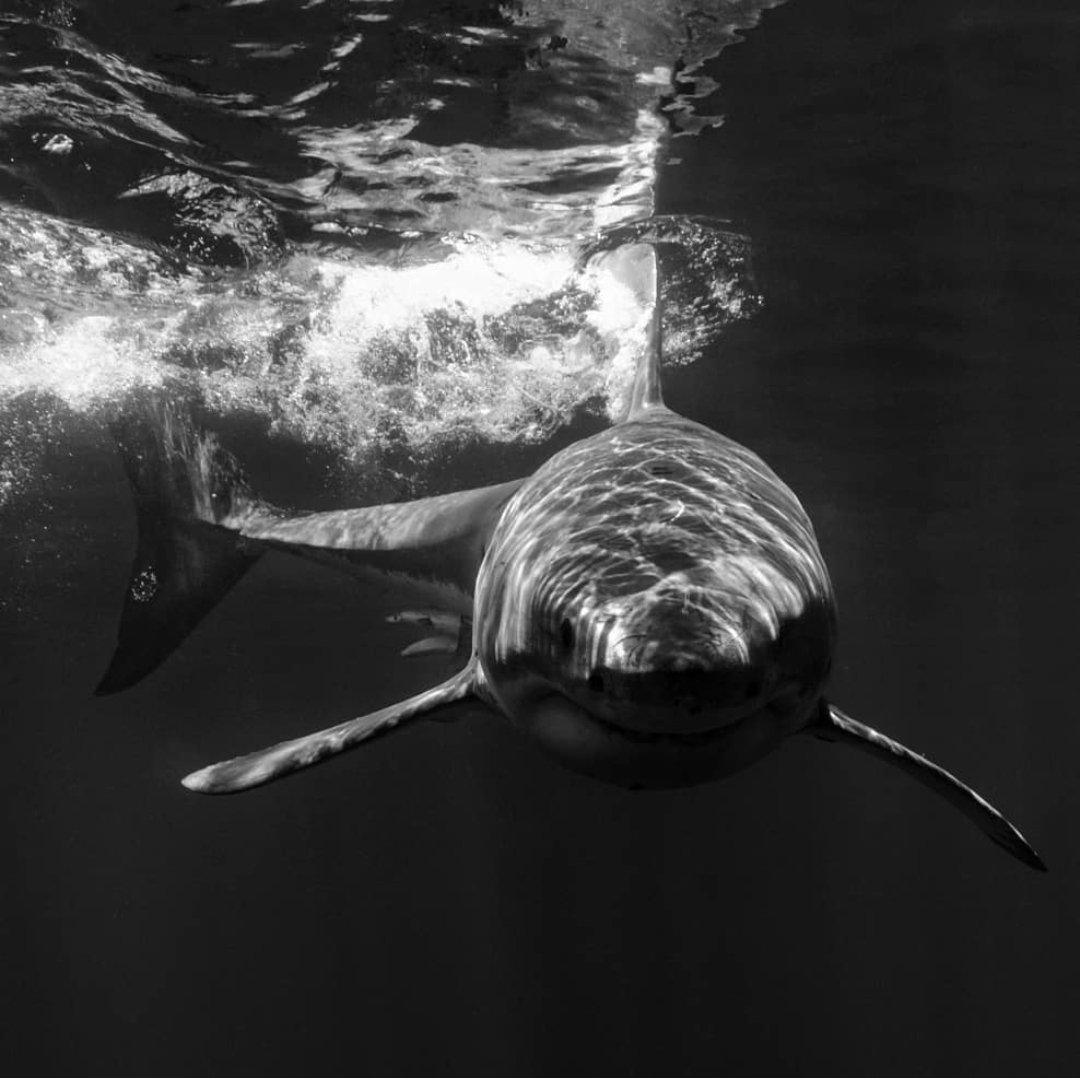 I see him, and he sees me. 
I have spent a lot of time this year thinking about my time spent with the Great Whites of Guadalupe Island. I'm ready to go back. 
#greatwhiteshark #shark #underwaterphotography 
#blackwhitephoto #ikelite #nikon #sharkphotography #NaturePhotography