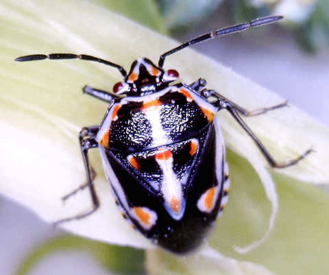  @superduperjes I am of the opinion a bagrada bug will be a perfect treat for you! They love mustard greens and hopefully will be suitably nutritious and tasty. I would be elated to see you eat one.