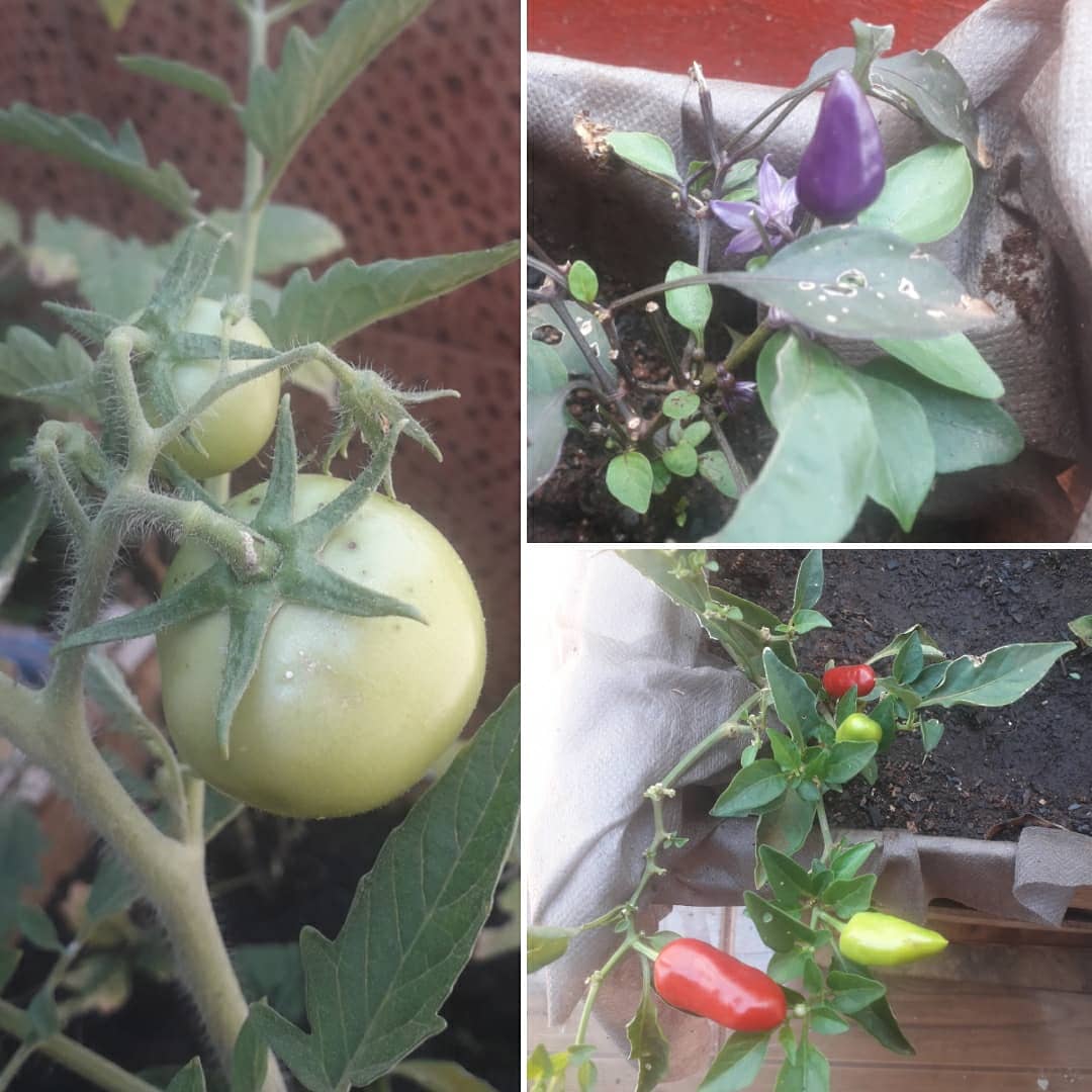 elMor3no_'s tweet photo. One positive result after 8 months of quarantine.
#hausegarden #organicfood #openfood #StayHome #DIY https://t.co/FTAG8QND7g