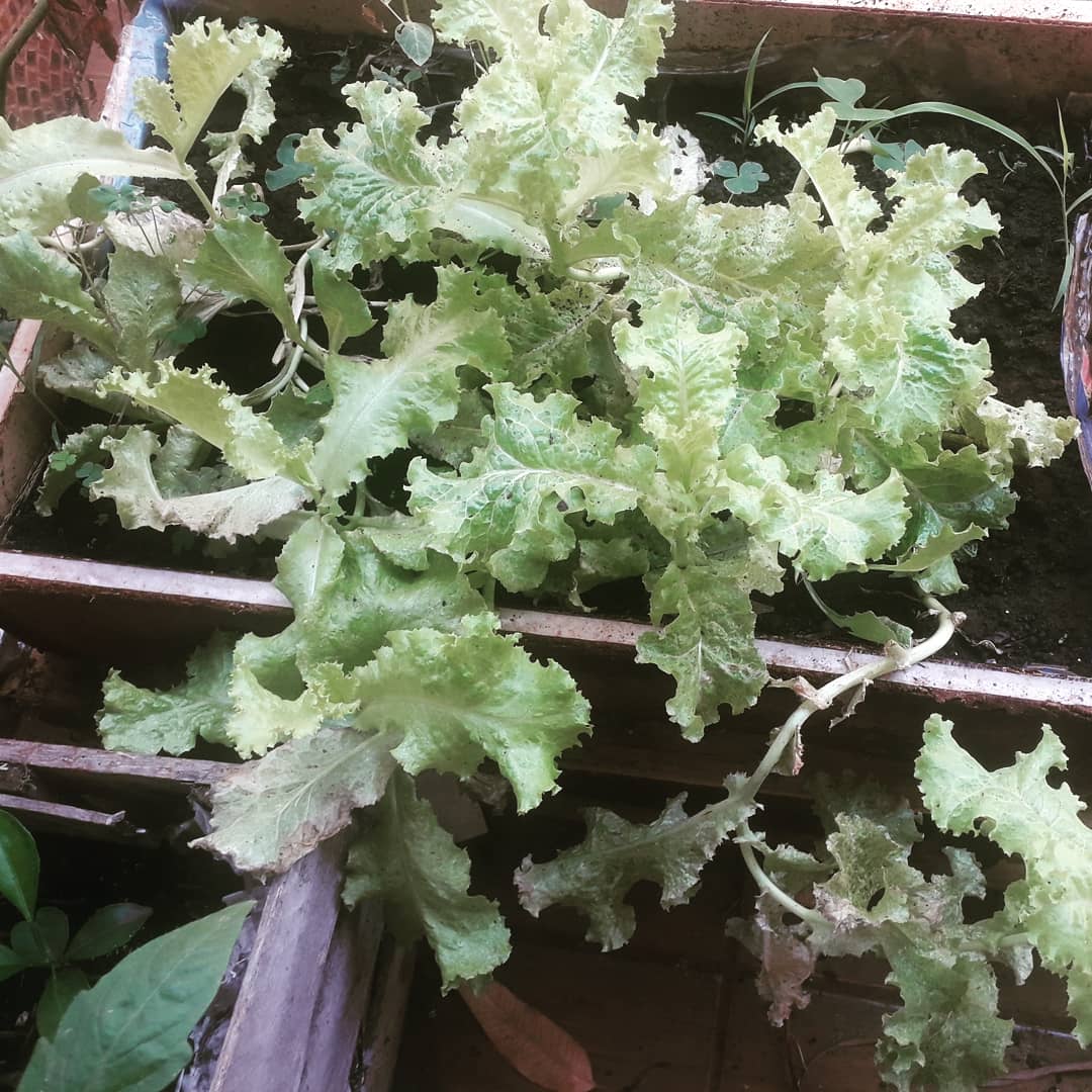 elMor3no_'s tweet photo. One positive result after 8 months of quarantine.
#hausegarden #organicfood #openfood #StayHome #DIY https://t.co/FTAG8QND7g
