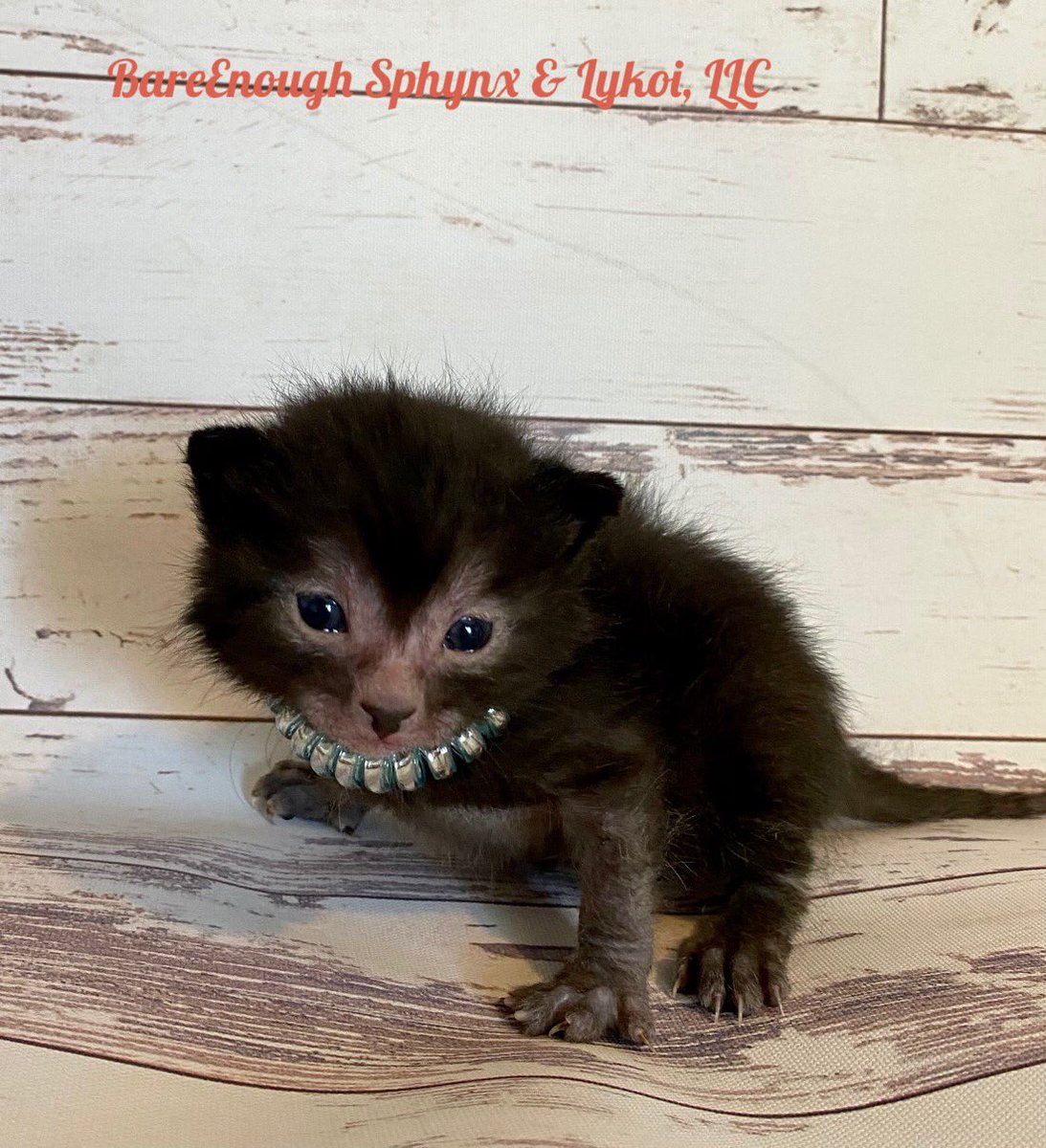 A photo of a small Lykoi kitten. About 2 weeks old. It’s standing on a vinyl surface with a white worn wood pattern. It’s covered is soft black fur, but the legs and feet are sprase in fur. Around its small blue eyes and mouth is a pink mask of furless skin. It’s wearing a large silver and blue necklace.