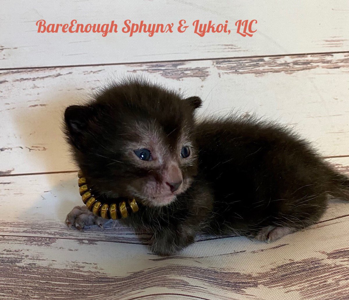 Another photo of a small Lykoi kitten. About 2 weeks old. It’s laying down on a vinyl surface with a white worn wood pattern. It’s covered is soft black fur, and you can’t really see it’s legs other than a couple of toes poking out underneath it. They are mostly hairless. It’s looking off to the left of the picture and around its small blue eyes and mouth is a pink mask of furless skin. It’s wearing a large golden necklace.